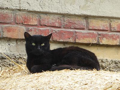 black cat thumbnail