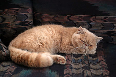 cat lying on sofa thumbnail