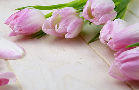 several pink tulips thumbnail