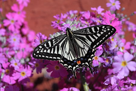 butterfly on flower thumbnail
