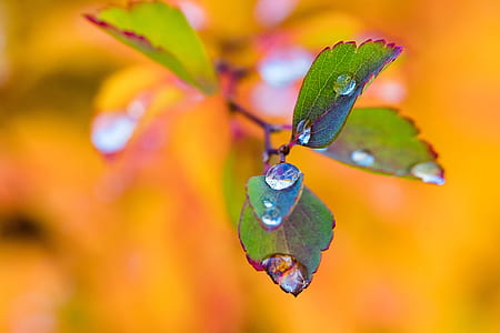 shallow focus photograph of green plant with water droplets thumbnail