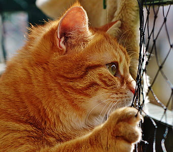 closeup photo of orange tabby cat thumbnail