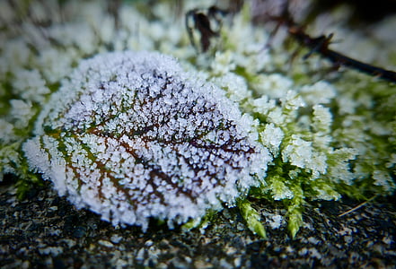 white petaled flower thumbnail