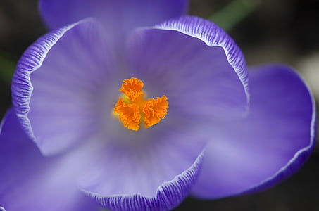 close up photo of purple tulip thumbnail