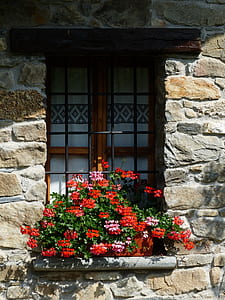 red and pink Geranium flowers thumbnail