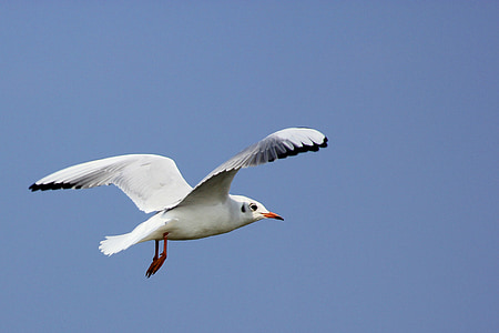 white bird flying in the air thumbnail