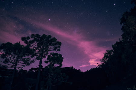 silhouette of trees under northern sky thumbnail