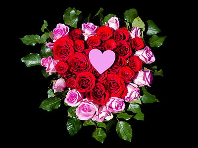 closeup photo of red and pink petaled flowers thumbnail