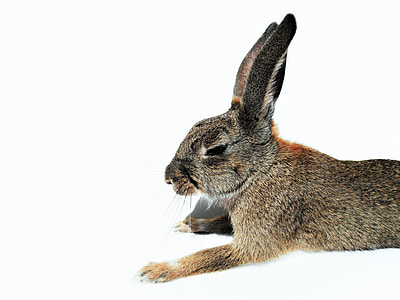 brown and black rabbit in focus photography thumbnail