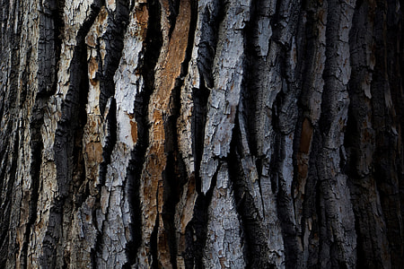 Closeup texture shot of wood tree bark thumbnail