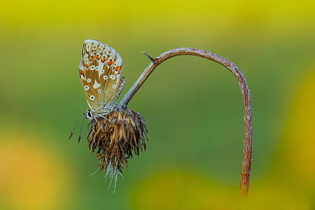 brown and white butterfly perched on brown petaled flower in closeup photography thumbnail