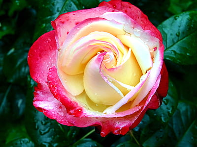 red and yellow petaled rose flower on bloom thumbnail