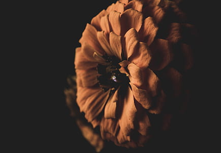 red zinnia flower thumbnail