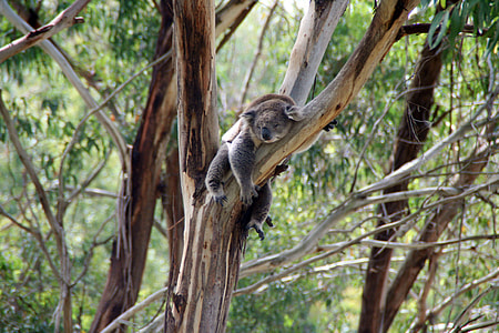 koala lying on tree branch during day thumbnail