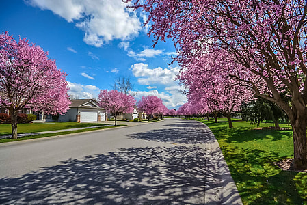 pink blossom trees thumbnail