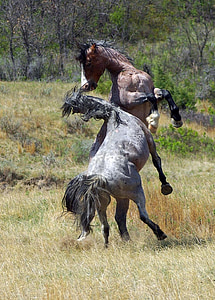 gray and brown horses on green grass field during daytime thumbnail