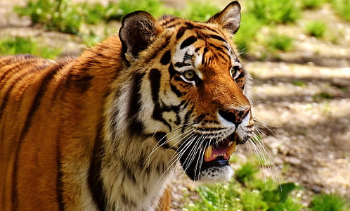 tiger with grass thumbnail