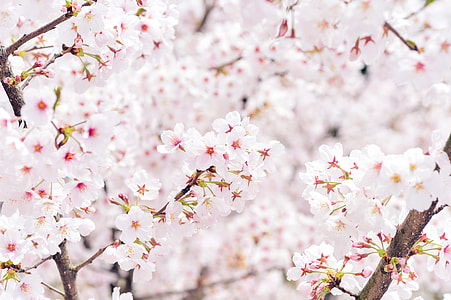 white and pink cherry blossoms tree thumbnail