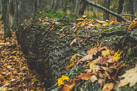 Fall Leaves In Fallen Tree Photo thumbnail