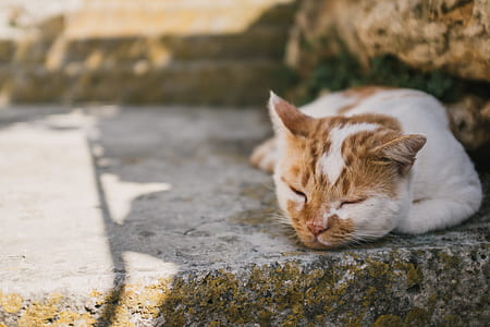 orange and white cat sleeping on floor thumbnail