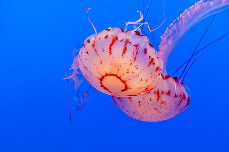 two brown jellyfishes with blue background thumbnail