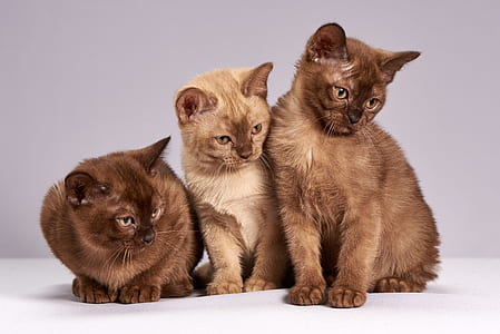 three short-coated brown cats thumbnail