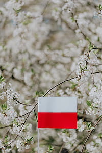 Flag of Poland - Polska Flaga thumbnail