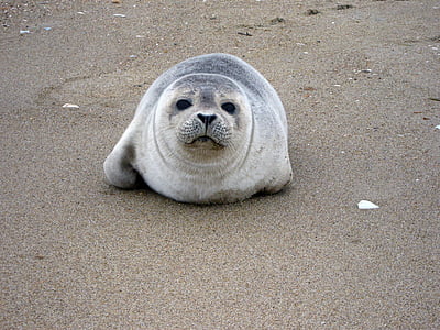 seal on sand thumbnail
