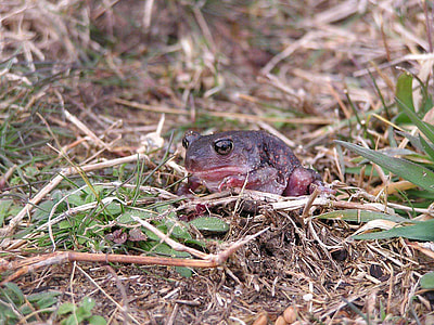 Eastern Spadefoot Toad  - Scaphiopus holbrookii thumbnail