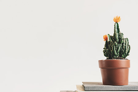 green cactus plant in pot thumbnail