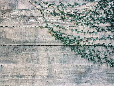 selective focus photography of leafed plant thumbnail