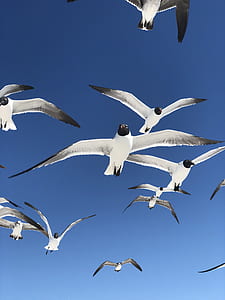 bottom-view of flying flock of birds thumbnail