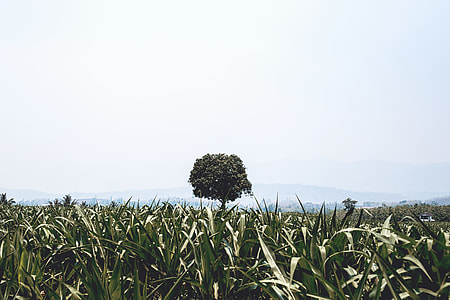green corn plant field near tall tree taking photo at daytime thumbnail
