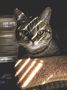 silver tabby cat lying on brown fleece textile thumbnail
