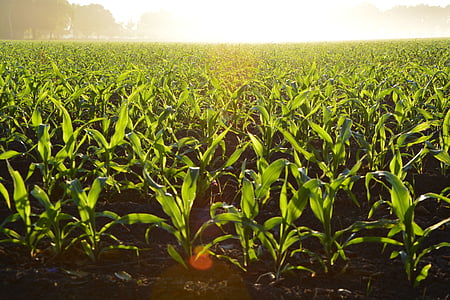 green corn field during daytime thumbnail