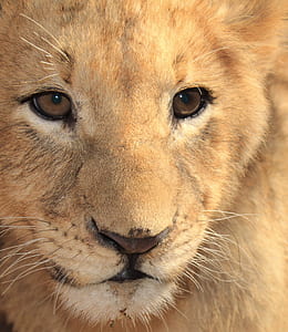 brown lion thumbnail