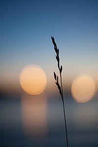 shallow focus photography of grass thumbnail