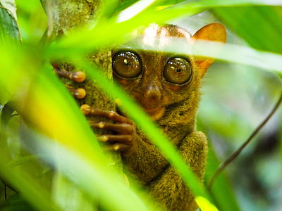 selective focus photography of brown tarsier holding on brown tree trunk thumbnail