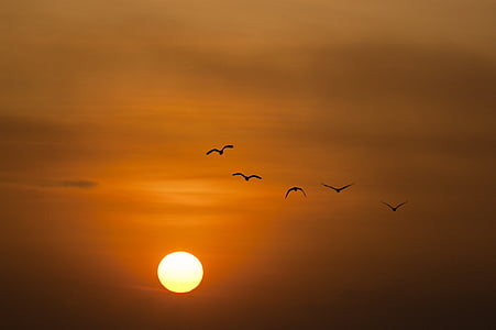 silhouette of flock of birds flying during sunset thumbnail