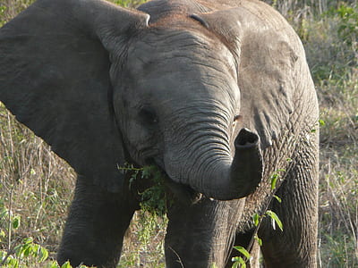 brown elephant thumbnail