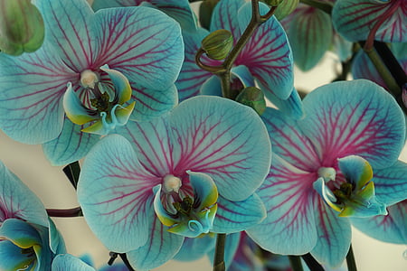 pink and blue orchids thumbnail