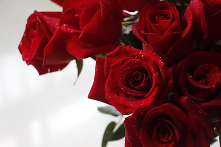 close-up photography of red rose bouquet thumbnail