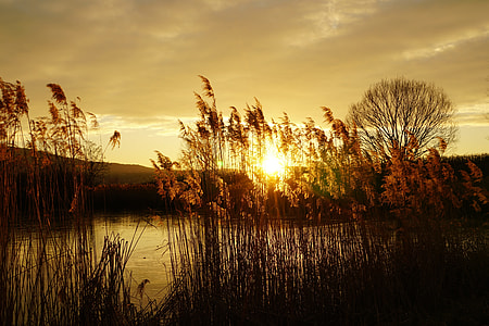 photo of brown grass during golden hour thumbnail