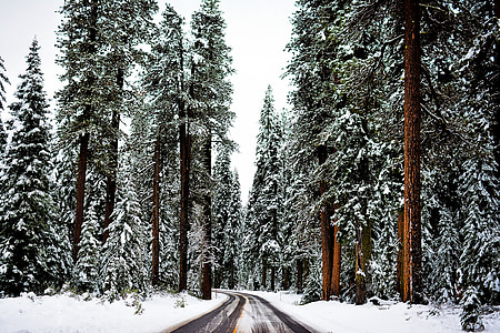 road between trees covered in snow during daytime thumbnail