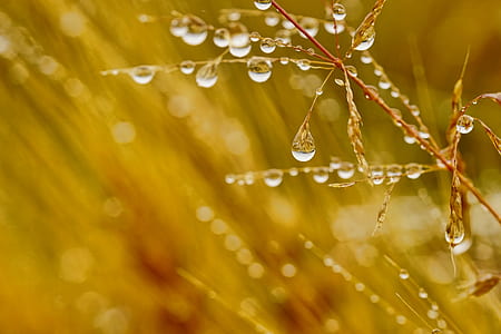 water on grain macro shot thumbnail