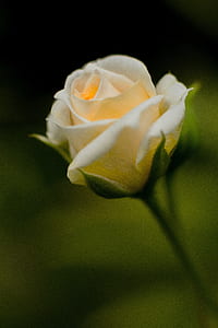 selective focus photo of yellow rose thumbnail