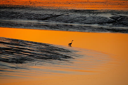 silhouette of bird thumbnail