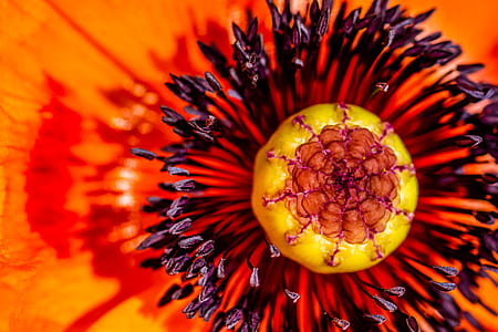 closeup photo of yellow and red opium poppy thumbnail