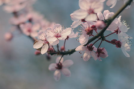 close-up photo of pink cherry blossoms thumbnail