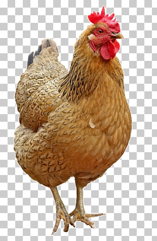 Chicken Icon, Lovely hen, brown rooster PNG clipart
